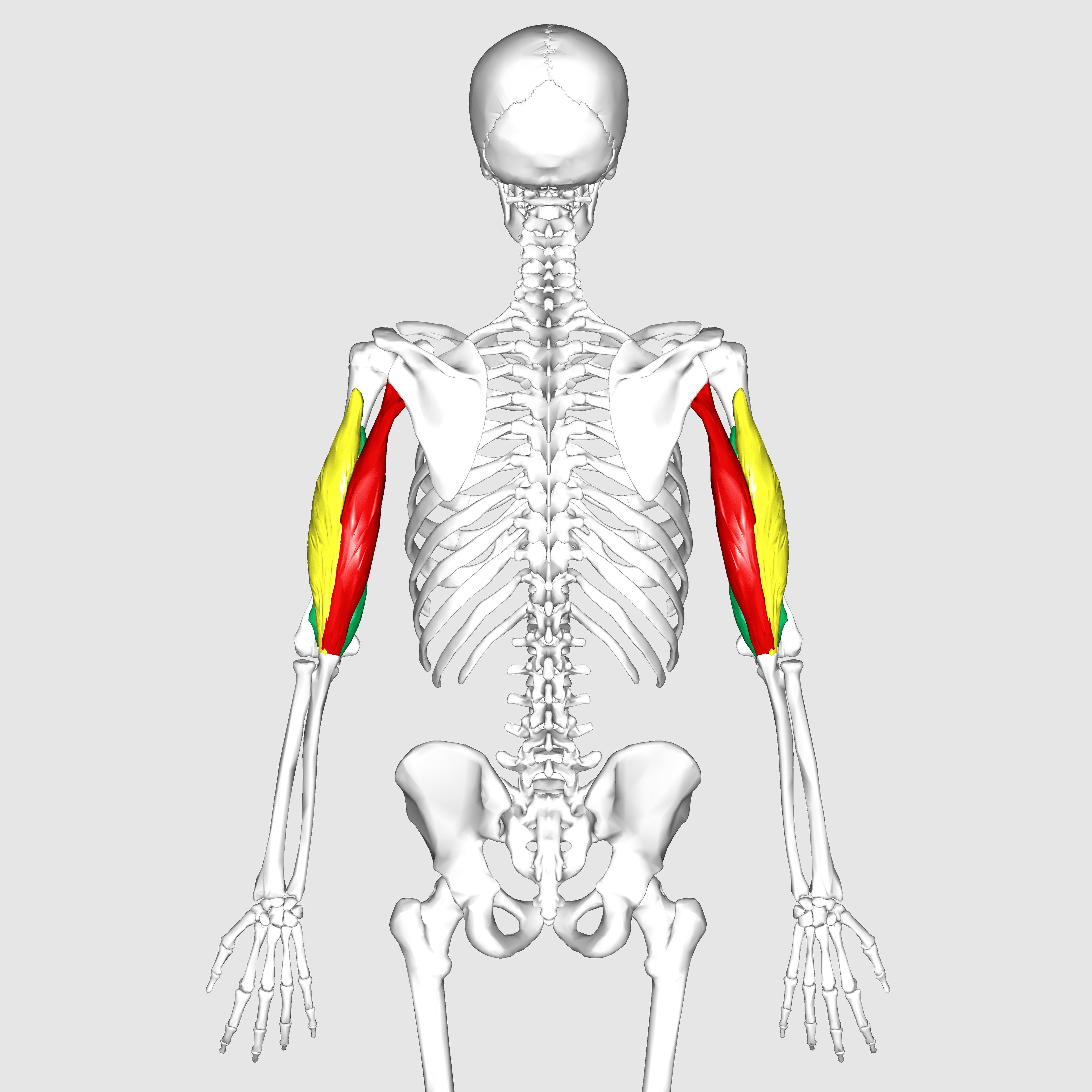 Posterior anatomical render highlighting both triceps brachii muscles and their long, lateral and medial head arrangement.