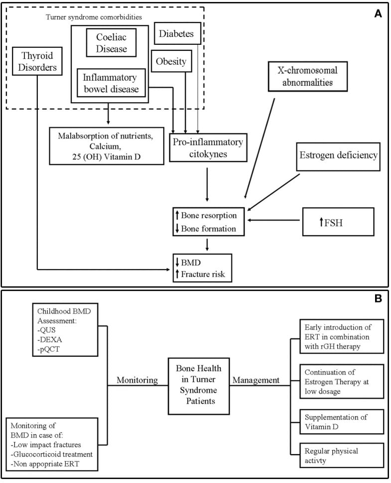 Flow diagram of bone fragility mechanisms and bone-health management in Turner syndrome