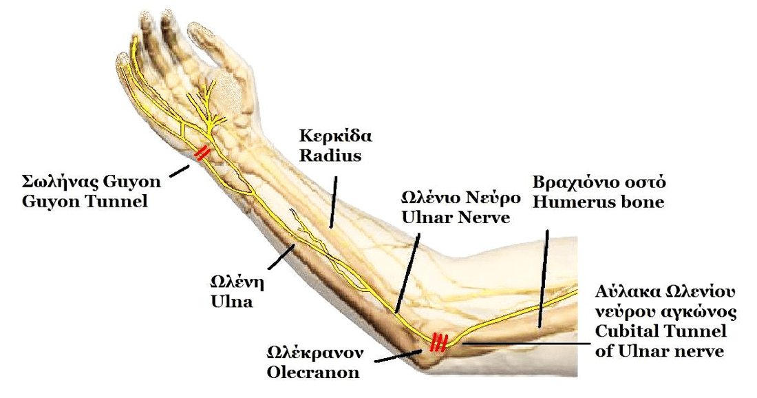 Course of the ulnar nerve from the arm to Guyon's canal at the wrist