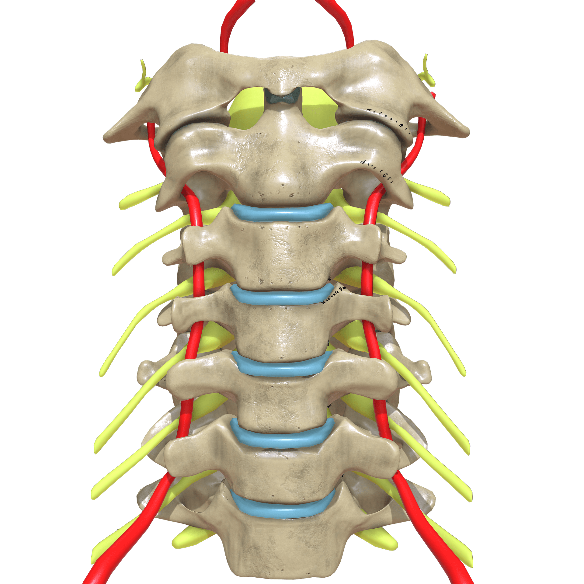 3D illustration of the cervical spine showing the vertebral arteries ascending through the transverse foramina