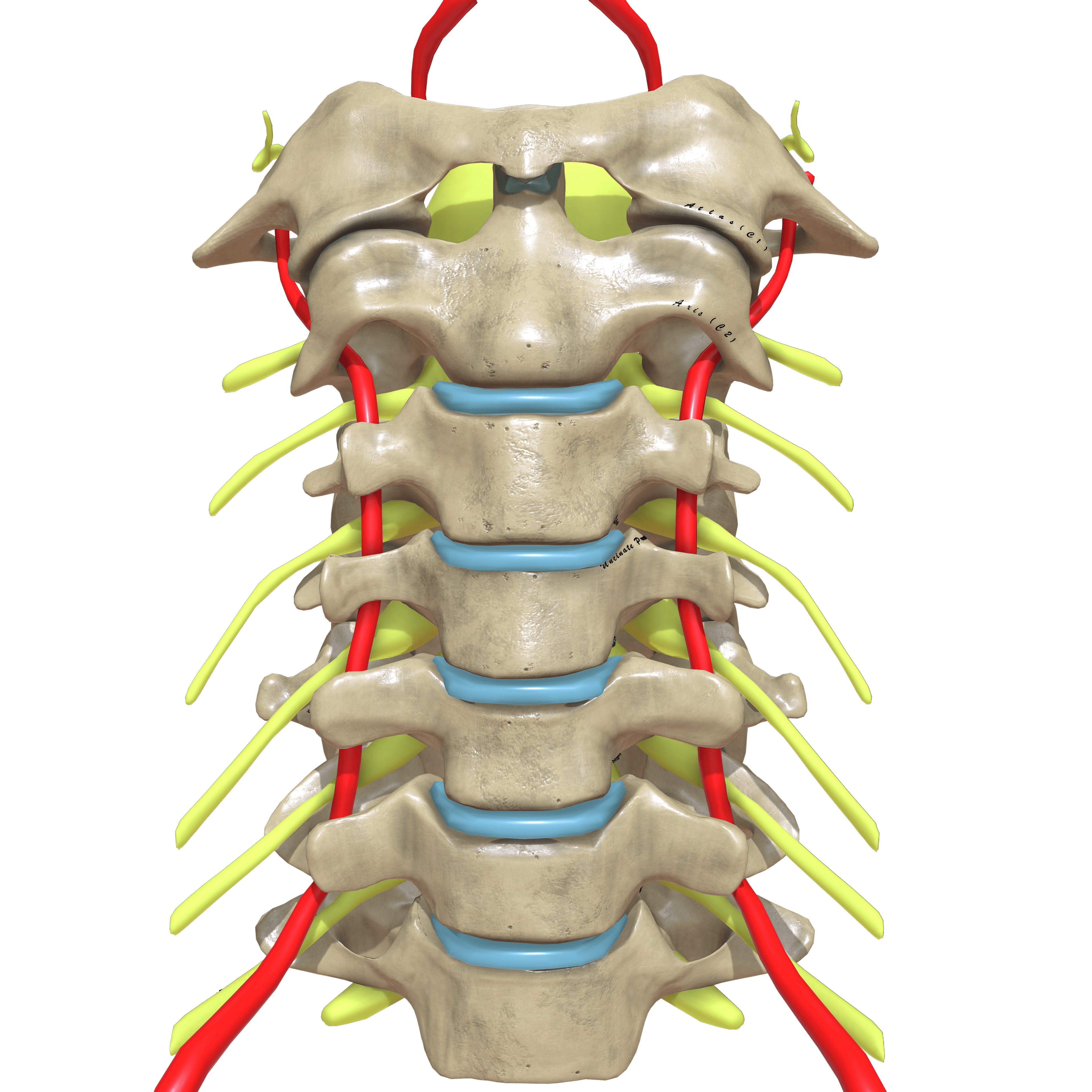 3D illustration of the cervical spine showing the vertebral arteries ascending through the transverse foramina