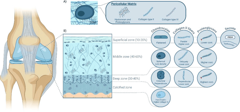 Diagram of articular cartilage zones collagen orientation proteoglycans and chondrocytes