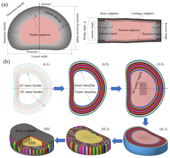 Cross-sectional and three-dimensional parametric model of human intervertebral disc tissues