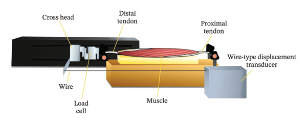 Experimental apparatus for velocity-controlled elongation of a human hamstring muscle-tendon specimen