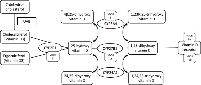 Vitamin D metabolism diagram showing defects that cause vitamin D-dependent rickets