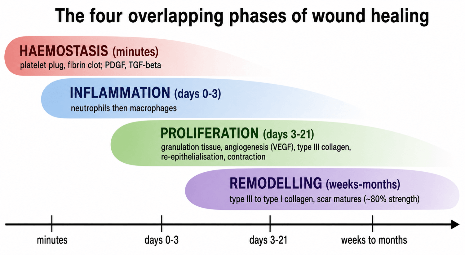 Timeline of the four overlapping wound-healing phases (haemostasis, inflammation, proliferation, remodelling) with their timing and key cells/events.