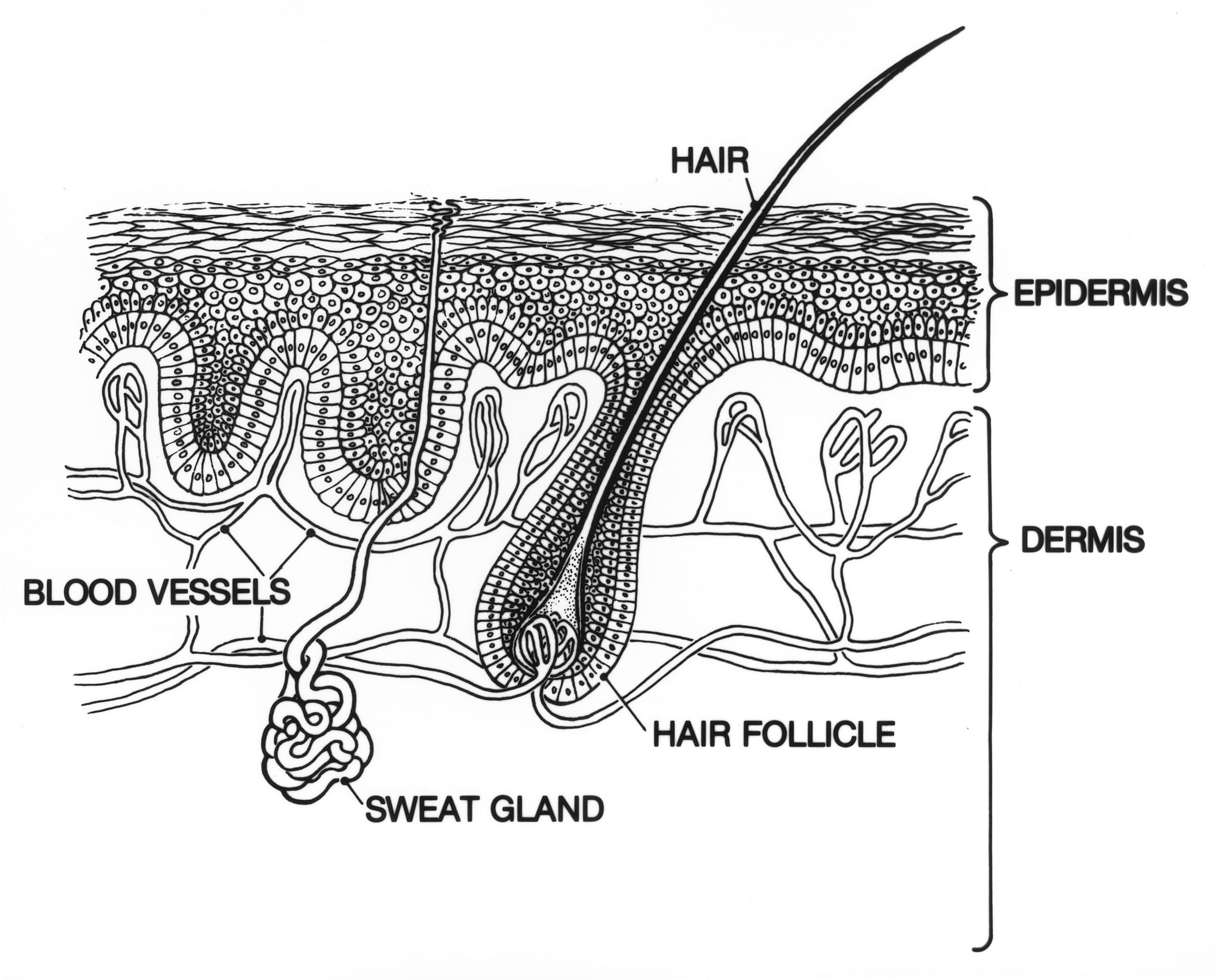 Line drawing of a skin cross-section showing epidermis, dermis, hair follicle and sweat gland