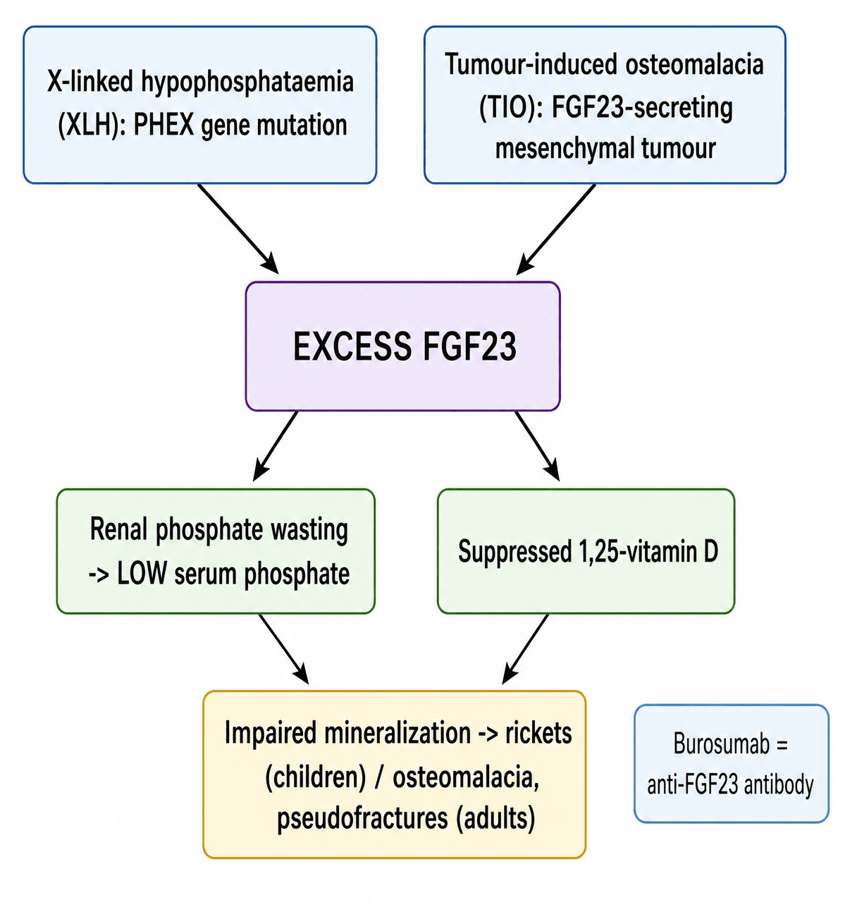 Flowchart showing XLH and tumour-induced osteomalacia both causing excess FGF23 leading to renal phosphate wasting, suppressed 1,25-vitamin D and impaired mineralization, with burosumab as anti-FGF23 therapy